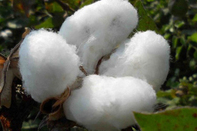 Sustainable practices for cotton farming in India