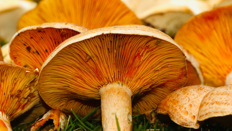 Fungal Leather May Soon Become A Viable Sustainable Fashion Choice