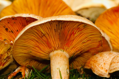 Fungal Leather May Soon Become A Viable Sustainable Fashion Choice